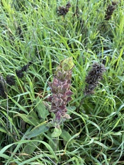 Salvia spathacea