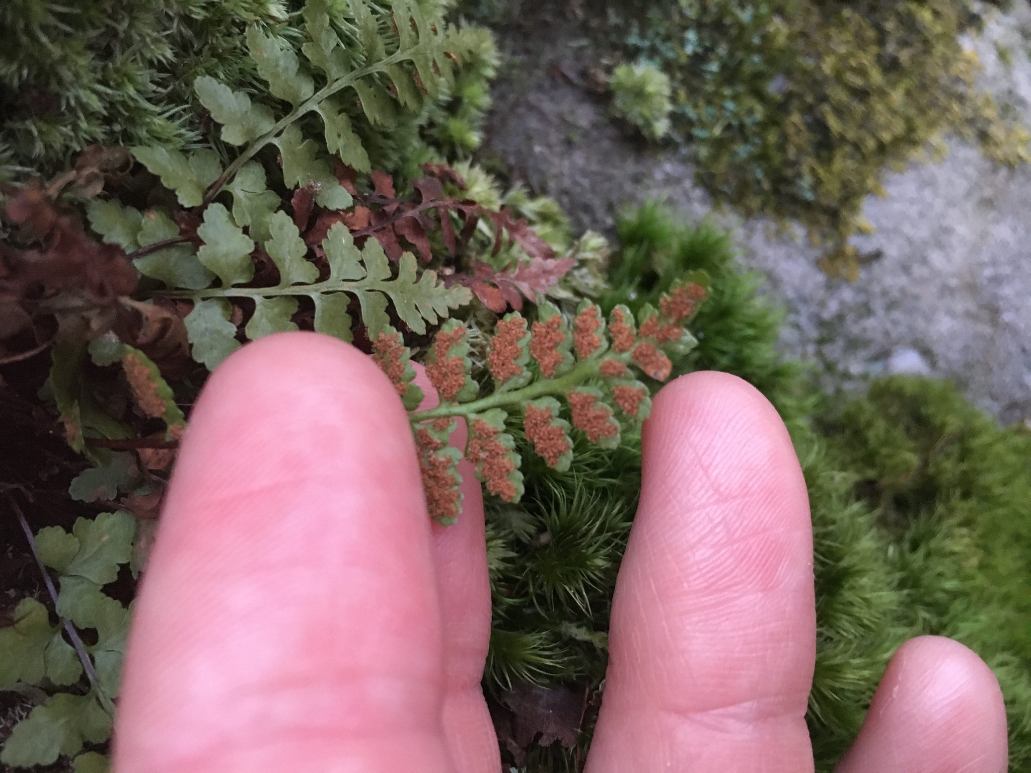 Asplenium bradleyi 2
