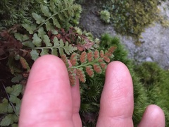 Asplenium bradleyi