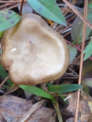 Entoloma