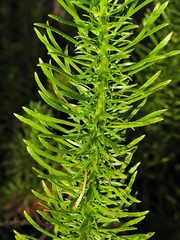 Tetraselago
