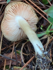Entoloma