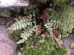 Asplenium bradleyi
