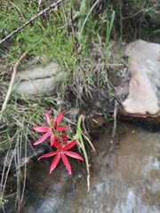 Hesperantha coccinea