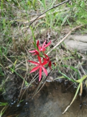Hesperantha coccinea