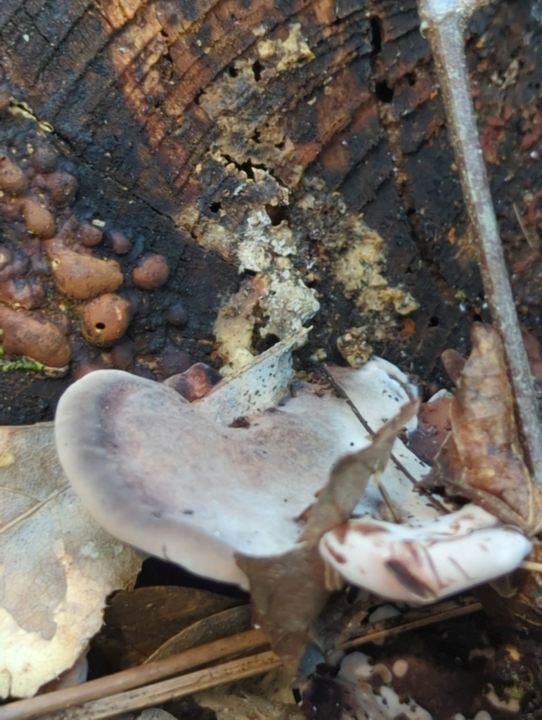 Nigroporus sp. 'vinosus-PR01'
