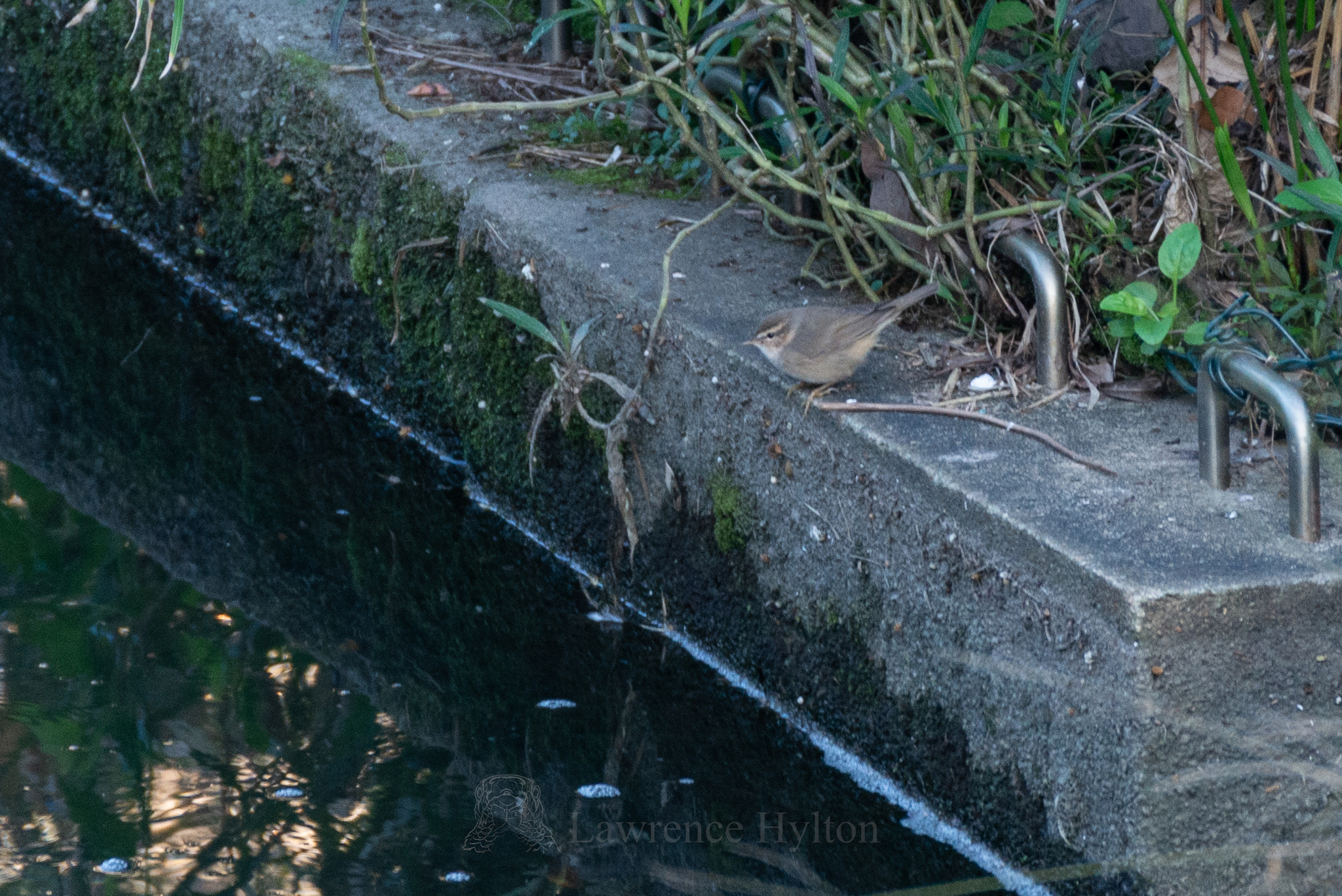 Dusky Warbler