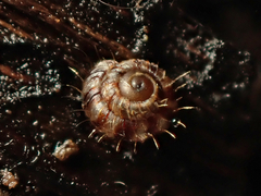 Aeschrodomus stipulata