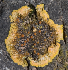 Variospora aurantia