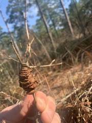 Disholcaspis spongiosa