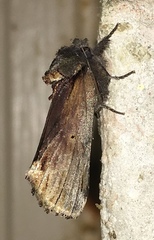 Oedemasia concinna