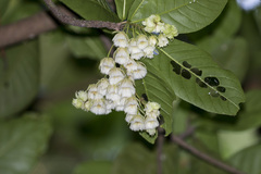 Elaeocarpus tuberculatus