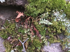 Asplenium bradleyi