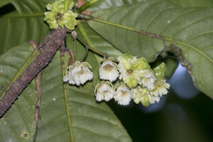 Elaeocarpus tuberculatus