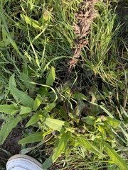 Salvia spathacea