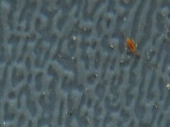 Entomobrya atrocincta