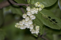 Elaeocarpus tuberculatus