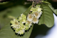 Elaeocarpus tuberculatus