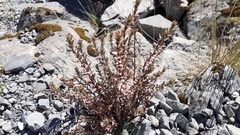 Epilobium melanocaulon