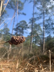 Disholcaspis spongiosa