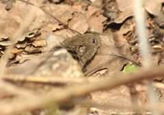 Microtus arvalis