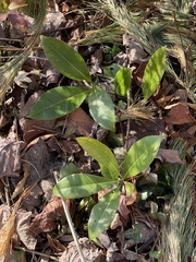 Magnolia