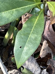 Magnolia