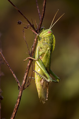 Chondracris bengalensis