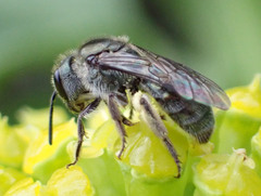 Lasioglossum viride