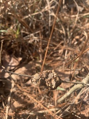 Disholcaspis spongiosa