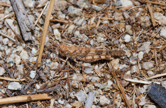 Oedipodinae