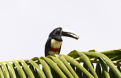 Pteroglossus aracari