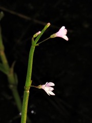 Linderniaceae