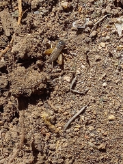 Gryllodes sigillatus