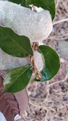 Elaeagnus pungens