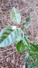 Elaeagnus pungens