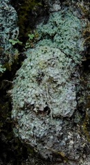 Pertusaria globularis