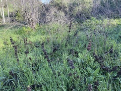 Salvia spathacea