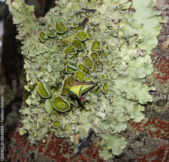 Umbonia