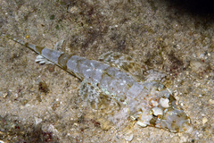 Thysanophrys chiltonae