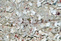 Thysanophrys chiltonae