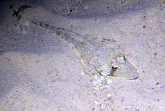 Thysanophrys chiltonae