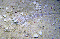 Thysanophrys chiltonae