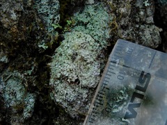 Pertusaria globularis