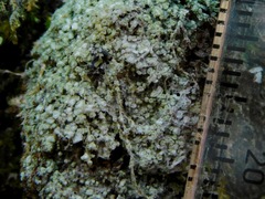 Pertusaria globularis