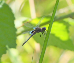 Erythrodiplax avittata