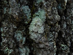 Pertusaria globularis