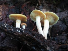 Gymnopilus