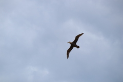 Macronectes giganteus