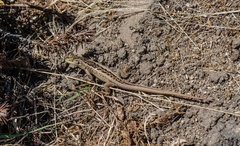 Liolaemus chiliensis